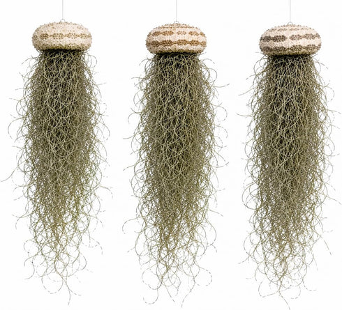 Generic 3 Set- Jellyfish Hanging Sea Urchin & Spanish Moss Air Plant, Tillandsia