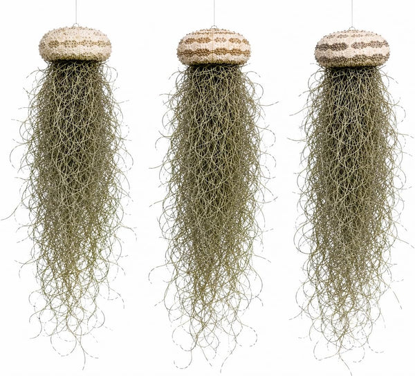 Generic 3 Set- Jellyfish Hanging Sea Urchin & Spanish Moss Air Plant, Tillandsia