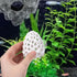 Tucnoeu Shrimp Dome Hide, Shrimp Tank Accessories, Shrimps Hides for Aquarium, Gray ABS Shrimps Cave with Suction Cup
