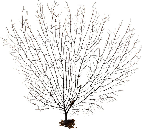 10-12'' Nautical Crush Trading Sea Fan Coral, Black, Natural Real Piece of Coral, Plus Free Nautical eBook by Joseph