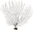 10-12'' Nautical Crush Trading Sea Fan Coral, Black, Natural Real Piece of Coral, Plus Free Nautical eBook by Joseph