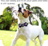 PET SHOW Pet Small Dogs Collar Attachment, Bow Ties for Puppies & Cats, Accessories for Parties