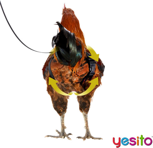 Chicken Harness Hen Size with 6-foot Matching Belt, Comfortable and Breathable, Suitable for Chickens, Green