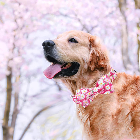 Elegant Little Tail Dog Collar with Bow, Pink Floral Adjustable Collar for X-Large Dogs