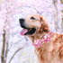 Elegant Little Tail Dog Collar with Bow, Pink Floral Adjustable Collar for X-Large Dogs