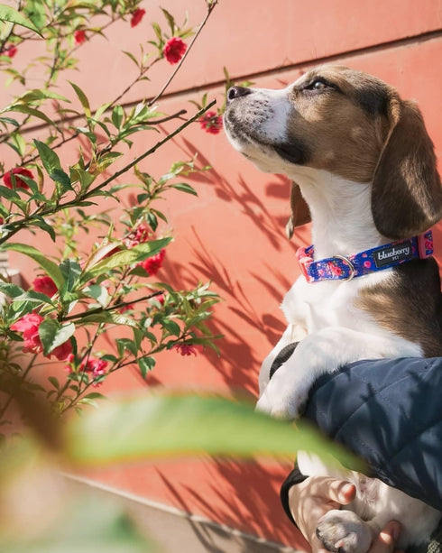 Blueberry Pet Adjustable Dog Collar, Irish Blue Rose Print, X-Small, Neck 8"-11"
