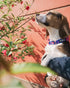 Blueberry Pet Adjustable Dog Collar, Irish Blue Rose Print, X-Small, Neck 8"-11"