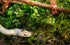 Galápagos Sheets of Real Moss, 8-Quart, Natural Green, Model 05248