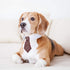 4 Pieces Adjustable Pet Bow Tie Costume for Small Dogs and Cats, Formal Grooming Ties, Party Accessories