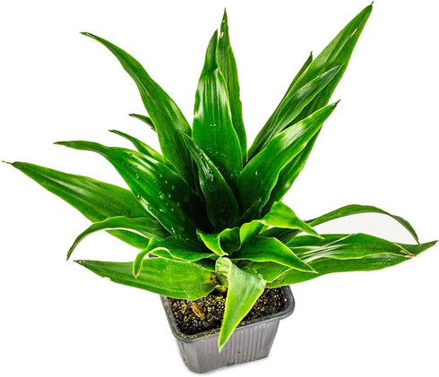 Chameleon Habitat Plant Duo Kit