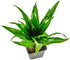 Chameleon Habitat Plant Duo Kit