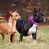 azuza 2 Pack Neoprene Padded Dog Collar for Small Dogs, Reflective Adjustable Safe and Comfy Collars, Purple/Pink, XS