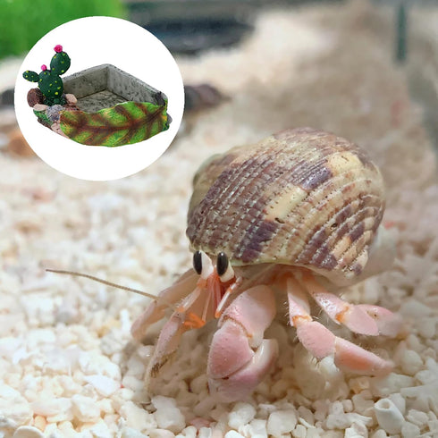 JINJUMEI Hermit Crab Food Dish, Resin Hermit Crab Food & Water Bowl, Hermit Crab Accessories, Cactus Design Reptile