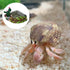 JINJUMEI Hermit Crab Food Dish, Resin Hermit Crab Food & Water Bowl, Hermit Crab Accessories, Cactus Design Reptile