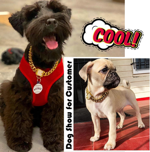 PRADOG Gold Chain Dog Collar, Stainless Steel Cuban Link Collar with Zirconia Buckle, Designer Bling Puppy Necklace