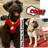 PRADOG Gold Chain Dog Collar, Stainless Steel Cuban Link Collar with Zirconia Buckle, Designer Bling Puppy Necklace