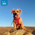 Best Pet Supplies Voyager Step-in Air Dog Harness - All Weather Mesh, Reflective, No Pull, Red, M