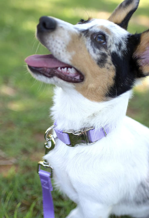 Country Brook Petz Premium Nylon Dog Collar with Metal Buckle for Small Medium Large Breeds (Large, 1 Inch, Lavender)
