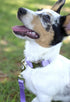 Country Brook Petz Premium Nylon Dog Collar with Metal Buckle for Small Medium Large Breeds (Large, 1 Inch, Lavender)