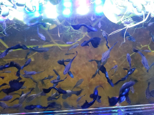 Generic 1 +2 Trio Blue Moscow Live Guppy Fish VIP Grade A, Free Yellow Back Shrimp