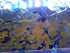 Generic 1 +2 Trio Blue Moscow Live Guppy Fish VIP Grade A, Free Yellow Back Shrimp