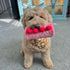 Dog Enrichment Toys, Puzzle Toys, Interactive Birthday Cake Toys for Boredom and Stimulating, Slow Feeding Crinkle Gift