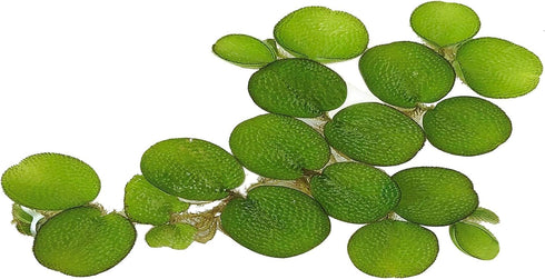 TMD Fishkeeping 24 Water Spangles (Salvinia Minima), Live Aquarium/Aquatic/Floating/Pond/Beginner Plant NO Snail by