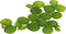 TMD Fishkeeping 24 Water Spangles (Salvinia Minima), Live Aquarium/Aquatic/Floating/Pond/Beginner Plant NO Snail by