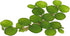 TMD Fishkeeping 24 Water Spangles (Salvinia Minima), Live Aquarium/Aquatic/Floating/Pond/Beginner Plant NO Snail by