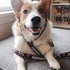 Buckle-Down Pet Leash - Dug 3-Poses/SQUIRREL! Brown/Yellow/White, 4 Feet Long, 1/2" Wide
