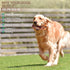 PETSTA Indestructible Dog Toys for Aggressive Chewers, Real Beef Flavored Dog Bone for Large and Medium Breeds