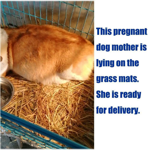 10 Chinchilla Hamiledyi Pcs Rabbit Grass Mat, Bunny Natural Straw Woven Bed,Small Animal Cages Hay Mat Sleeping