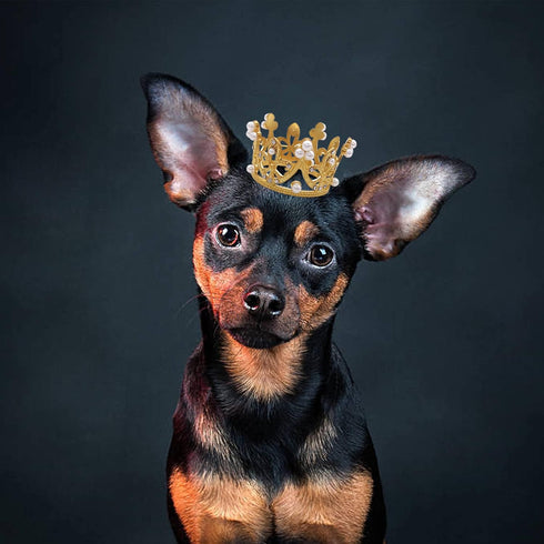 PET SHOW 2pcs Small Dog Crown Headband, Silver Gold Rhinestone Faux Pearl Crown for Birthday Party, Wedding Costume