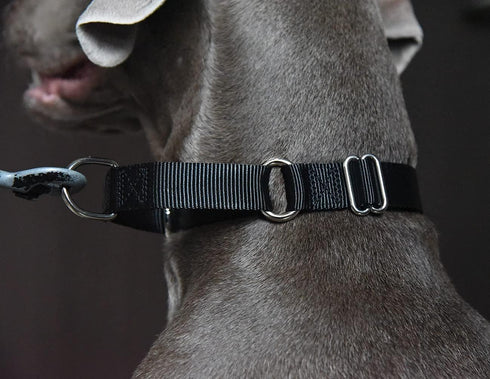 Martingale Dog Collar, Heavy Duty Nylon Dog Collar, Black, Medium