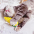 Cat Toys, Interactive Soft Durable Crinkle Sound Catnip Toys, Catnip Filled Mouse Cat Teething Chew Toy (Pack of 12)