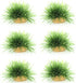 AQUA KT Aquarium Landscape Foreground Grass, Seaweed Green Plants for Marine Freshwater Fish Tank Decor