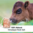 18 LBs, (4 Himalayan Pink Salt Salt Licks for Animals Licking Block for Horses, Cows, Deer, and Other Livestock - Rope