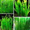 Generic 15 Jungle Vals Plants, Jungle Vallisneria Aquarium Plant Live for Gardening, 8
