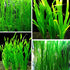 Generic 15 Jungle Vals Plants, Jungle Vallisneria Aquarium Plant Live for Gardening, 8