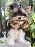 20Pcs/10pairs Small Dog Hair Bows with Rubber Bands, Rhinestone Puppy Hair Bows for Small Medium Pets (Purple Pink Blue)