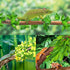 KATUMO 3 PCS Reptile Plants with Suction Cup for Lizards, Geckos, Bearded Dragons, Snake, Hermit Crab Habitat