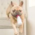 Huxley & Kent Tiny Tuff Red, White, & Booze Extra Tough Dog Toy for Small Dogs, 2-Pack