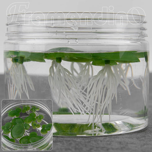 Framendino 36 Pack Artificial Mini Duckweed with Root for Aquarium Fish Tank Decor