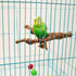 2 Packs Parrot Bird Perches - Natural Wild Grape Stick Grinding Paw Climbing Cage Accessories Toy for 3-4 Parakeets