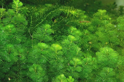 3X Marcus Fish Tanks - Green Cabomba Caroliniana Live Aquarium Plants for Aquatic Freshwater Fish Tank