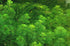 3X Marcus Fish Tanks - Green Cabomba Caroliniana Live Aquarium Plants for Aquatic Freshwater Fish Tank