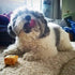 Yeti Refill Nuggets for Puff and Play Dog Toys - Natural Himalayan Yak Cheese Treats, 30 Pieces, 14 Oz