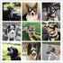 UV Protection Dog Goggles for Medium & Large Dogs - Waterproof Windproof Sunglasses for Long-Snout Breeds Outdoor