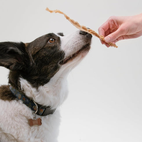 Pupford Turkey Tendon Dog Reward, High-Protein Chews for Healthy Teeth & Joints, 100% Real Turkey, Pack of 10