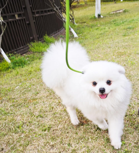 8 FT Slip Lead Dog Leash, 1/3” Strong Rope Dog Leash, Adjustable No-Pull Small Lead for Puppy, Small and Medium Pets